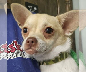 Chihuahua-Unknown Mix Dogs for adoption in Chico, CA, USA