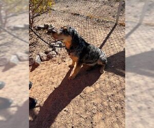 Catahoula Leopard Dog Dogs for adoption in Globe, AZ, USA