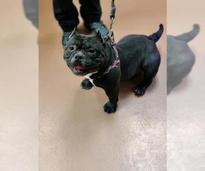 American Staffordshire Terrier-Bulldog Mix Dogs for adoption in Catasauqua, PA, USA