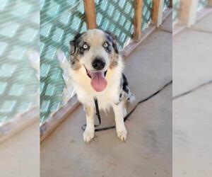 Australian Shepherd Dogs for adoption in Surprise , AZ, USA