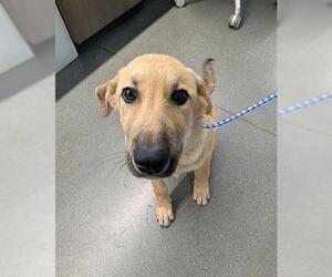 Labrador Retriever Dogs for adoption in San Martin, CA, USA