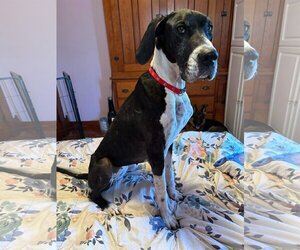 Great Dane Dogs for adoption in Hoisington, KS, USA