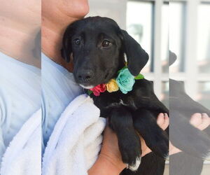 Great Pyrenees-Unknown Mix Dogs for adoption in McKinney, TX, USA