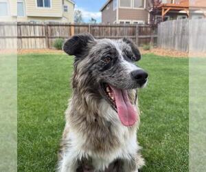 Australian Shepherd-Unknown Mix Dogs for adoption in Aurora, CO, USA