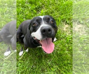 Mutt Dogs for adoption in Livonia, MI, USA