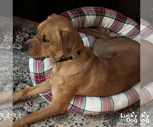 Medium Photo #9 Labrador Retriever-Retriever  Mix Puppy For Sale in Washington, DC, USA