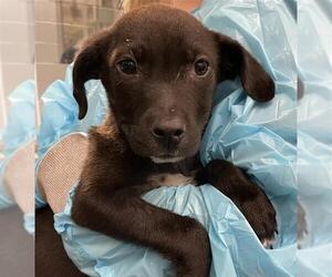 Mutt Dogs for adoption in San Antonio, TX, USA