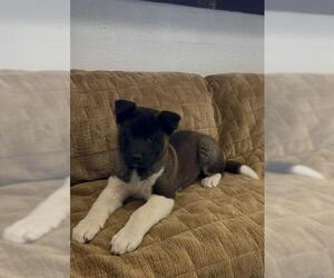 Akita Dogs for adoption in Center Township, PA, USA