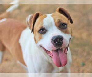 Boxer Dogs for adoption in Tallahassee, FL, USA