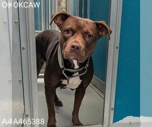 American Pit Bull Terrier-Unknown Mix Dogs for adoption in Oklahoma City, OK, USA