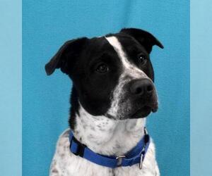 Pointer Dogs for adoption in Eureka, CA, USA