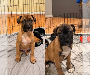 Boxer Dogs for adoption in Jackson Township, NJ, USA