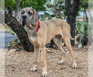 Great Dane Dogs for adoption in Austin, TX, USA