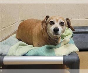 Chiweenie Dogs for adoption in Martinez, CA, USA