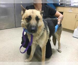 German Shepherd Dog Dogs for adoption in Riverside, CA, USA