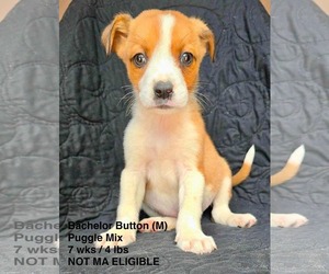 Puggle Dogs for adoption in pomfret, CT, USA
