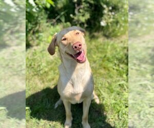 Labrador Retriever Dogs for adoption in Toronto, Ontario, Canada