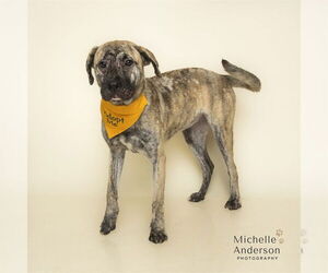 Mutt Dogs for adoption in Corona, CA, USA