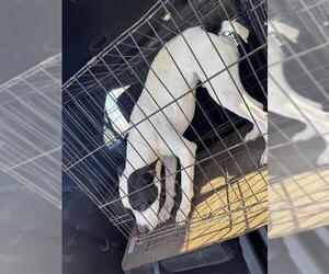 Mutt Dogs for adoption in San Antonio, TX, USA