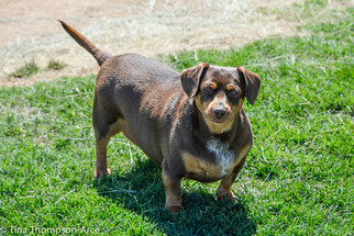 Dachshund-Unknown Mix Dogs for adoption in Hesperia, CA, USA