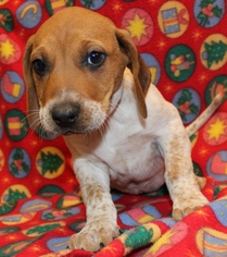Medium Photo #1 Mutt Puppy For Sale in Hillsdale, IN, USA
