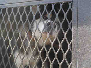 Alaskan Husky Dogs for adoption in Santa Maria, CA, USA