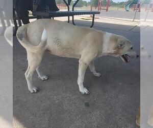 Labrador Retriever-Unknown Mix Dogs for adoption in San Antonio, TX, USA