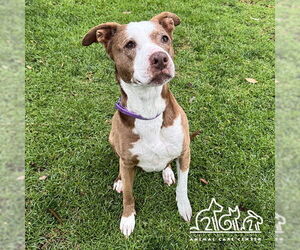 American Pit Bull Terrier Dogs for adoption in Irvine, CA, USA