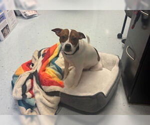 Basenji-Unknown Mix Dogs for adoption in Glen Allen, VA, USA