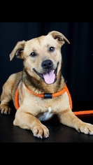 Medium Photo #1 Dachshund Puppy For Sale in Fort Worth, TX, USA