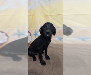 American Pit Bull Terrier-Unknown Mix Dogs for adoption in Augusta, GA, USA