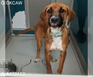 Mutt Dogs for adoption in Oklahoma City, OK, USA