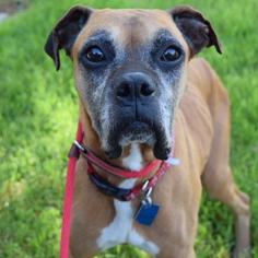 Boxer Dogs for adoption in San Diego, CA, USA