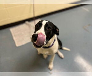 Border Collie-Unknown Mix Dogs for adoption in Denver, CO, USA