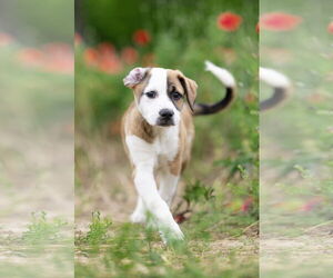 Australian Shepherd-Unknown Mix Dogs for adoption in Garner, NC, USA