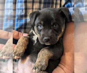 Bulldog-Unknown Mix Dogs for adoption in Pena Blanca, NM, USA
