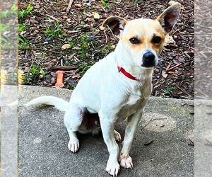 Rat Terrier-Unknown Mix Dogs for adoption in Atlanta, GA, USA