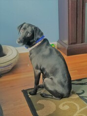 Lab-Pointer Dogs for adoption in Rowayton, CT, USA