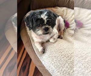 Shih Tzu Dogs for adoption in Hollywood, MD, USA