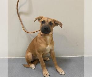 American Pit Bull Terrier-Labrador Retriever Mix Dogs for adoption in Modesto, CA, USA