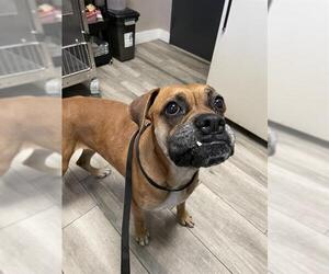 Boxer Dogs for adoption in Redlands, CA, USA