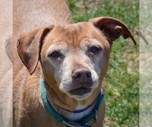 Doxle Dogs for adoption in Huntley, IL, USA