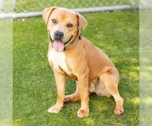 American Pit Bull Terrier Dogs for adoption in Camarillo, CA, USA