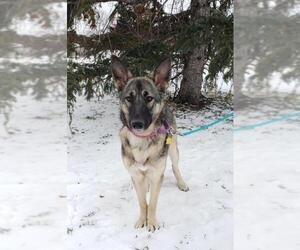 German Shepherd Dog Dogs for adoption in Fargo, ND, USA