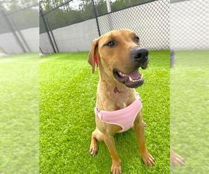 Catahoula Leopard Dog-Unknown Mix Dogs for adoption in Naples, FL, USA