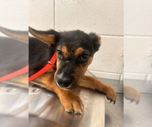 German Shepherd Dog-Unknown Mix Dogs for adoption in San Bernardino, CA, USA