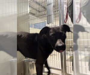 Mutt Dogs for adoption in Bakersfield, CA, USA