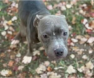 Mutt Dogs for adoption in Tulsa, OK, USA