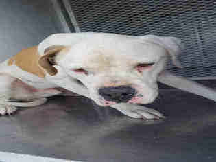 American Bulldog Dogs for adoption in Bakersfield, CA, USA