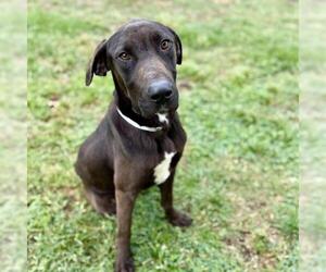 Labrador Retriever-Unknown Mix Dogs for adoption in Conroe, TX, USA